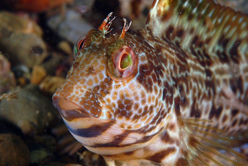 Hypleurochilus bananensis (Poll, 1959)